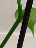 Vanilla planifolia seedling: Black Aerial Root tips-img_20200621_141518-jpg