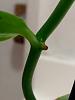 Vanilla planifolia seedling: Black Aerial Root tips-img_20200621_141537-jpg