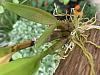 Is my Dendrobium's cane rotting? Sun burn? Cane and leaf yellowing with black node.-img_9726-jpg