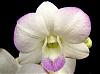 Dendrobium Burana Pearl-den-burana-pearl-220a-jpg