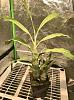 Repot catasetum to allow room for new growth?-b5c52878-f65d-4f4c-aedf-9dfbaa4851ef-jpg