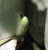 Repot catasetum to allow room for new growth?-118054cb-699b-42a0-a746-db980c8d66a3-jpg