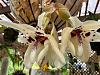 Stanhopea martiana-img_4369-jpg