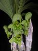 Catasetum expansum-catasetum-expansum-female-jpg