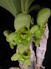 Catasetum expansum-catasetum-expansum-female-closeup-jpg