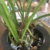 Cymbidium ensifolium blooming and repotting questions-c34c9a93-2ff2-498c-aef1-892e93b2e685-jpg