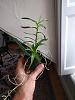 Angraecum germinyanum repot advice-img_20200723_162236-jpg