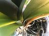 Help Save my Phalaenopsis - Crown Rot?-a09d965f-4dc2-4099-861a-a8c74dae0842-jpg