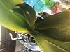 Help Save my Phalaenopsis - Crown Rot?-9f22232e-5dbb-4c56-9dd9-c26c3ef1fcbb-jpg