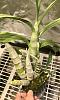 Repot catasetum to allow room for new growth?-f127debc-f258-4f77-81ce-264052404cec-jpg