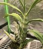 Repot catasetum to allow room for new growth?-56a66df9-b0bc-42cd-9556-d40f493f09de-jpg