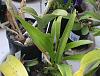 New sherry baby orchid with 4 spikes to repot or not to repot is the question-onc-sharry-baby-ruby-spotting-jpg