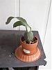 Help with identifying new growth on Odm.-orchid-001-medium-jpg