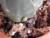 Help with identifying new growth on Odm.-orchid-002-medium-jpg