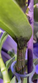 Dendrobium nobile - black powder at stem joints-545a42ad-0dbb-4ac1-8c0b-bba4e3602602-jpg