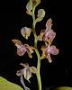 Light requirements of Phalaenopsis hygrochila-5179_hygrochilus-parishii-jpg