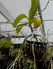 Light requirements of Phalaenopsis hygrochila-hygrochilus-parishii-roots-p1190694-jpg