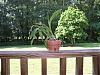remainder of my collection and a question-orchid-oncidium-june-08-jpg