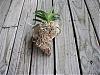 remainder of my collection and a question-orchid-vanda4-june-08-jpg