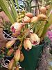 &#128525; Cymbidium's in full flower  . .-imag6401-jpg