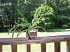 remainder of my collection and a question-orchid-vanda-june-08-jpg