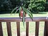 remainder of my collection and a question-orchid-zygopetalum-june-08-jpg