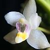Orchids with a strong scent-5c085a7f-856c-409d-93cd-8a7e2a9dab81-jpg