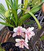 &#128525; Cymbidium's in full flower  . .-imag6548-jpg