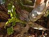 Catasetum growing on palm-img_20200823_132018877-jpg