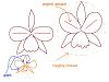 Cattleyas - 'Sibling Rivalry'-gaps_petal-angle_circular-jpg