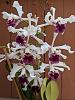 Cattleya (Laelia) crispa sheath question-img_20200827_144334-jpg