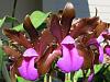 Cattleya bicolor-img_2112-jpg