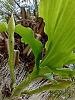 Catasetum growing on palm-2-jpg