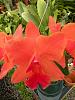 Searching for Rlc. Lise Calov 'Exotic Orchids'-rlc-lise-calov-exotic-orchids-dscn9997-jpg