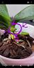 New spike &#128525;&#129392;&#128515; on my mini phalaenopsis-screenshot_20200926-104709_gallery-jpg