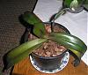 Alien Phalaenopsis found growing in Maine-p6240007-jpg