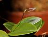 Starting a Masdevallia collection-stelis-bloom-2-10-13-20-01-jpg