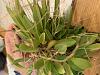 Pleurothallis schiedei mature leaves are yellowing and dropping!-32b54408-d958-4c78-9b58-78cc0bf708d1-jpg