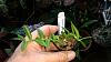 Repotting Dendrobium loddigesii-dendrobium_loddigesii_hausermann_20201031_seca-jpg