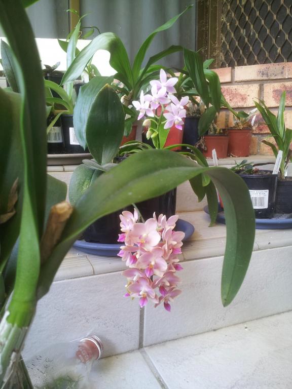 My second phalaenopsis-phal-jennifer-palermo-equestris-top-_10-nov2020-jpg