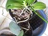 Update Phalaenopsis with Mealybug Infestation-phals_1_24-nov2020-jpg