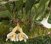 First blooms on what looks to be Stanhopea ecornuta-dsc06839-blooming-stanhopea-econuta-unmarked-edit-jpg