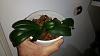 Advice on Phalaenopsis Spikes-phalwhitedream_v3_amaos_rat_chewed_20201203_seca-jpg