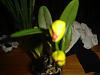 new catt in bloom-stefans-pics-002-jpg