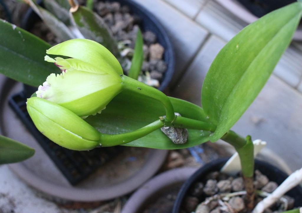 Rlc. Memoria Helen Brown 'Sweet Afton m. Splash'-rlc-memoria-helen-brown-sweet-afton-splash_opening2_7-dec2020-1-jpg