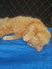 ginger cat-gingercat1_5-dec2020-jpg