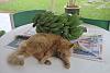 ginger cat-gingercat_8-dec2020-jpg