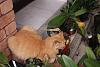 ginger cat-gingercat1_18-dec2020-jpg
