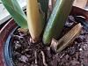 Help! Brassia leaves turning yellow-brassia-1-jpg