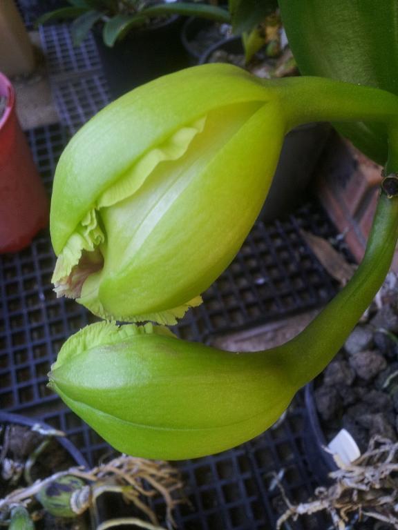 Rlc. Memoria Helen Brown-rlc-memoria-helen-brown_buds_22-dec2020-jpg